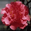 Jingan Camellia
